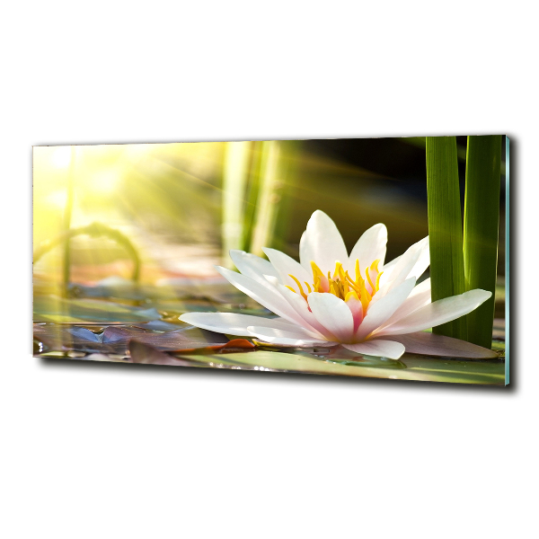 Glass picture print Water lily