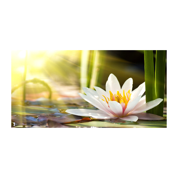 Glass picture print Water lily