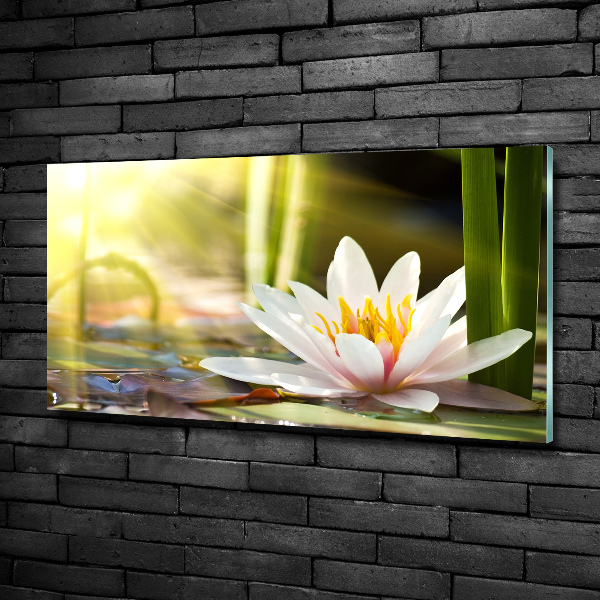 Glass picture print Water lily