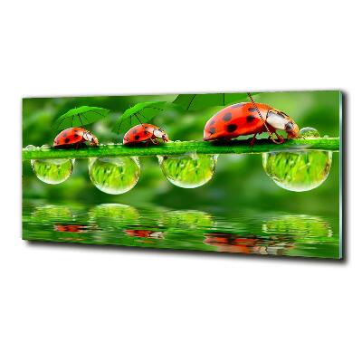 Printed glass wall art Ladybugs