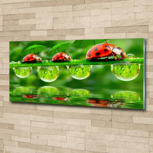 Printed glass wall art Ladybugs