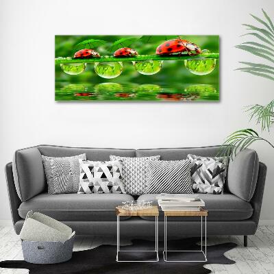 Printed glass wall art Ladybugs