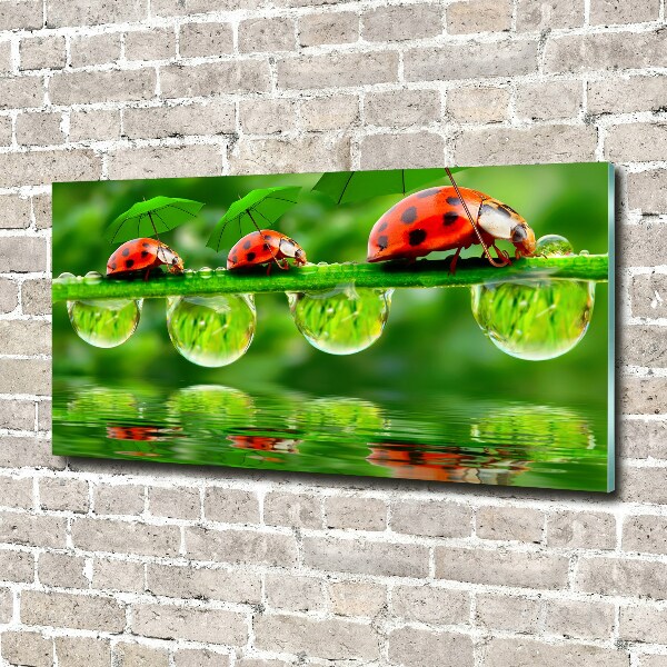 Printed glass wall art Ladybugs