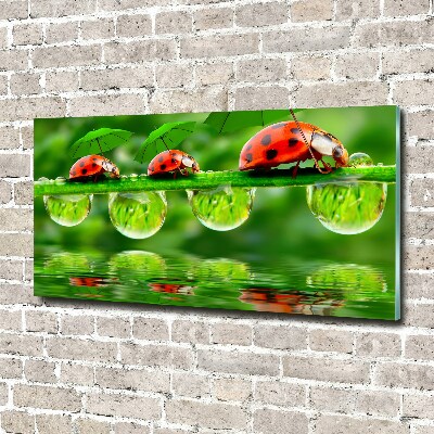 Printed glass wall art Ladybugs