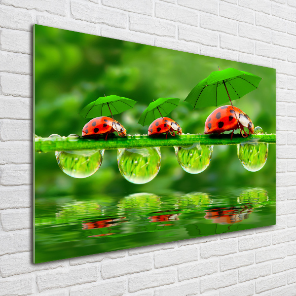 Printed glass wall art Ladybugs