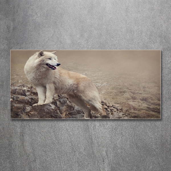 Printed glass wall art White wolf on the rock