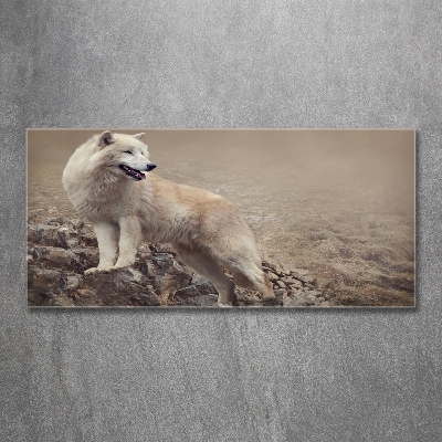 Printed glass wall art White wolf on the rock