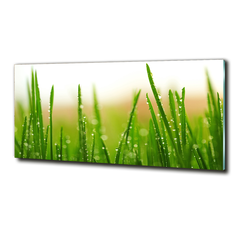 Glass picture print Grass