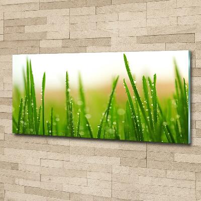 Glass picture print Grass