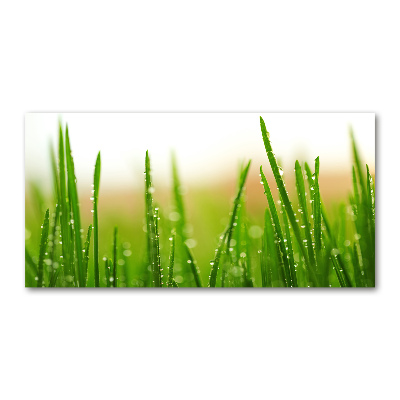 Glass picture print Grass