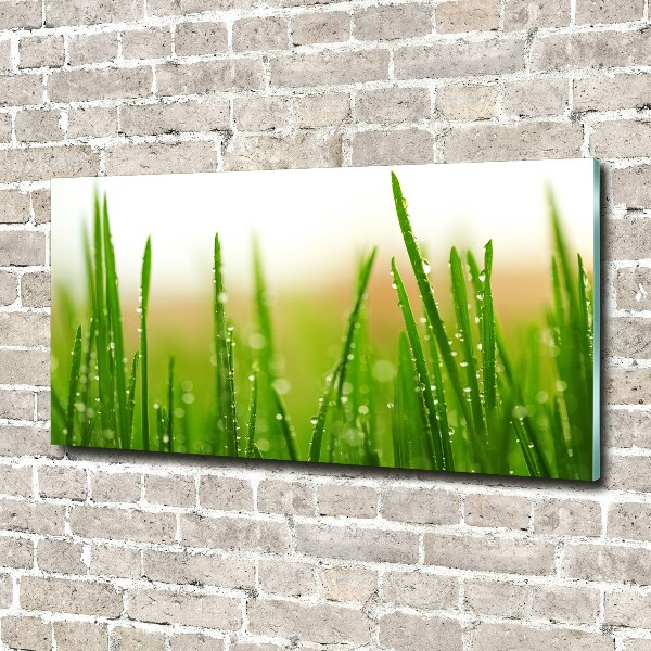 Glass picture print Grass