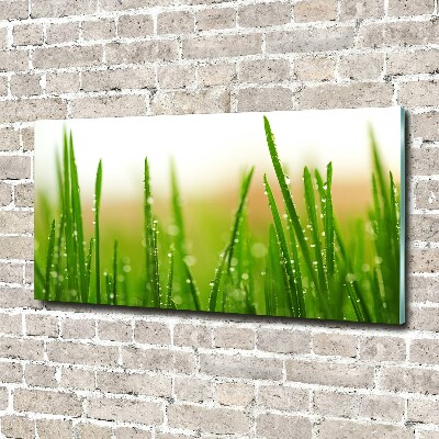 Glass picture print Grass