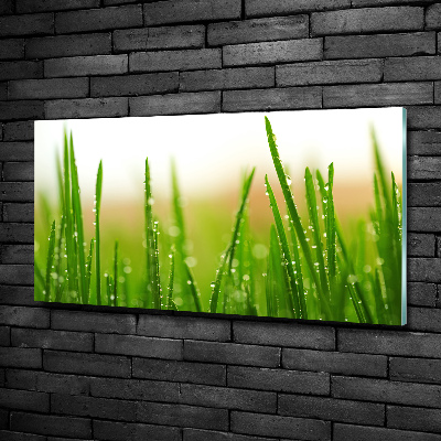 Glass picture print Grass