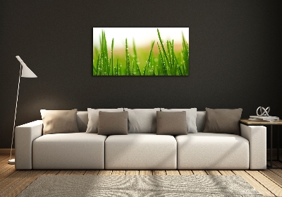 Glass picture print Grass