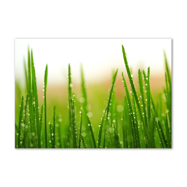 Glass picture print Grass