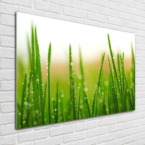 Glass picture print Grass