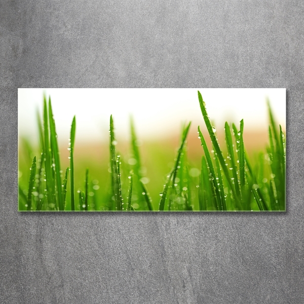 Glass picture print Grass