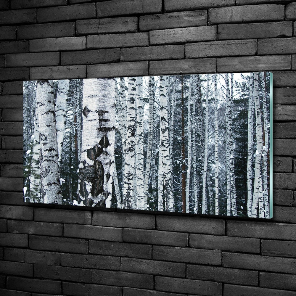 Glass picture print Birch trees