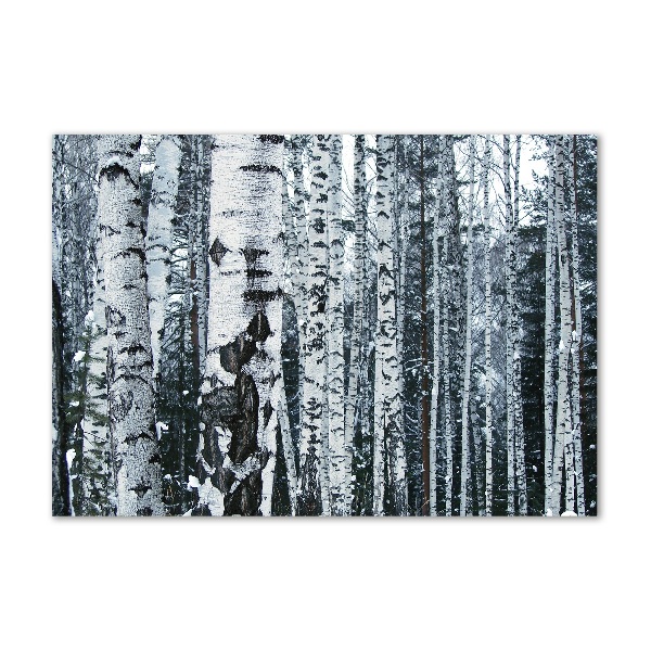 Glass picture print Birch trees