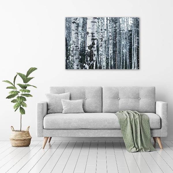 Glass picture print Birch trees