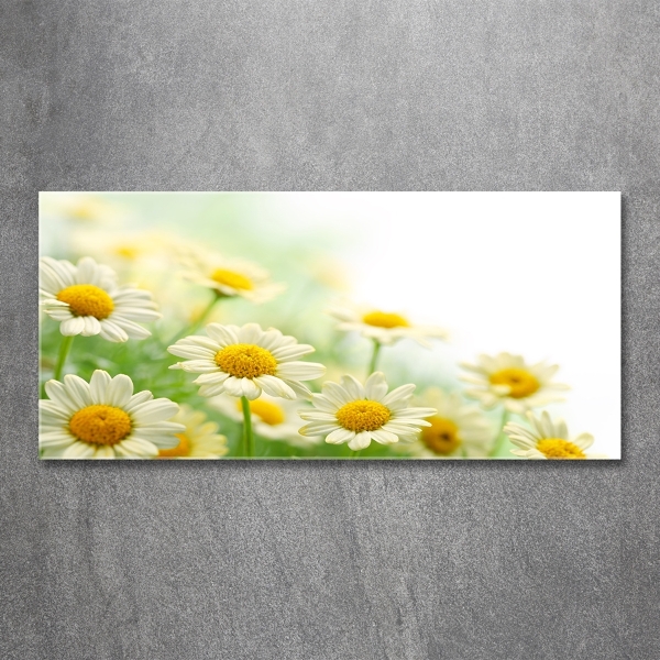 Glass wall art Daisy