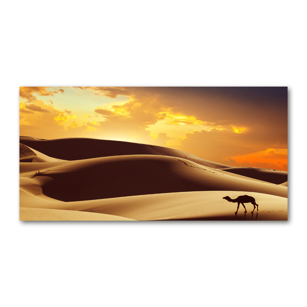 Wall art on glass Sahara camel