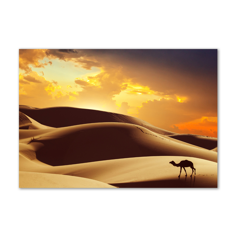 Wall art on glass Sahara camel