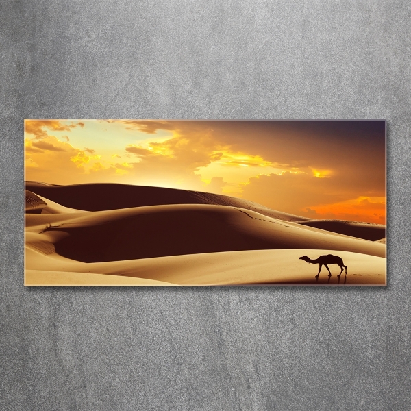 Wall art on glass Sahara camel