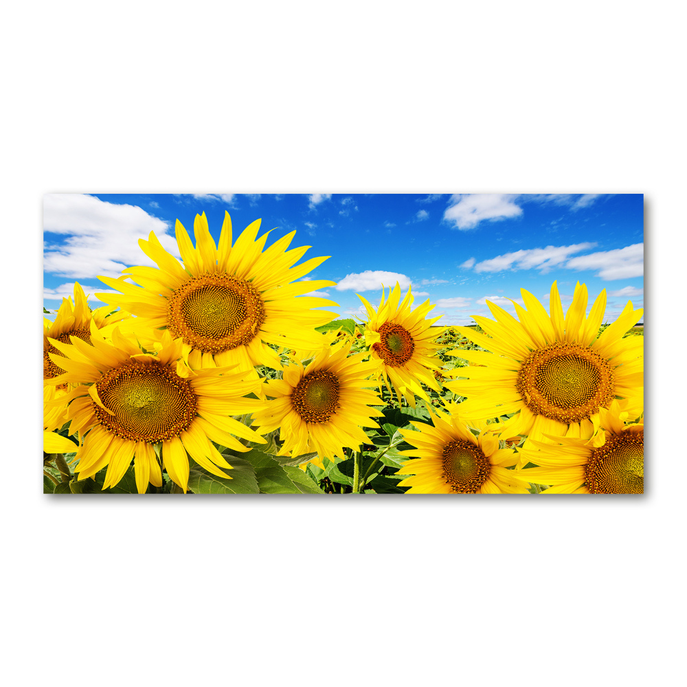 Wall art on glass Sunflowers