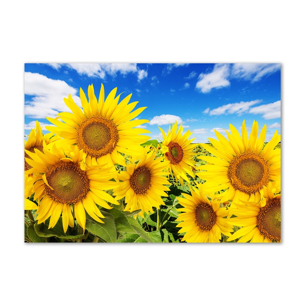 Wall art on glass Sunflowers