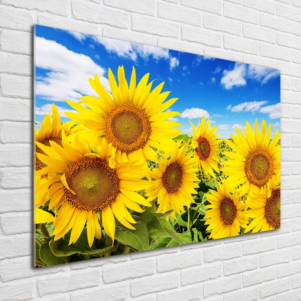 Wall art on glass Sunflowers