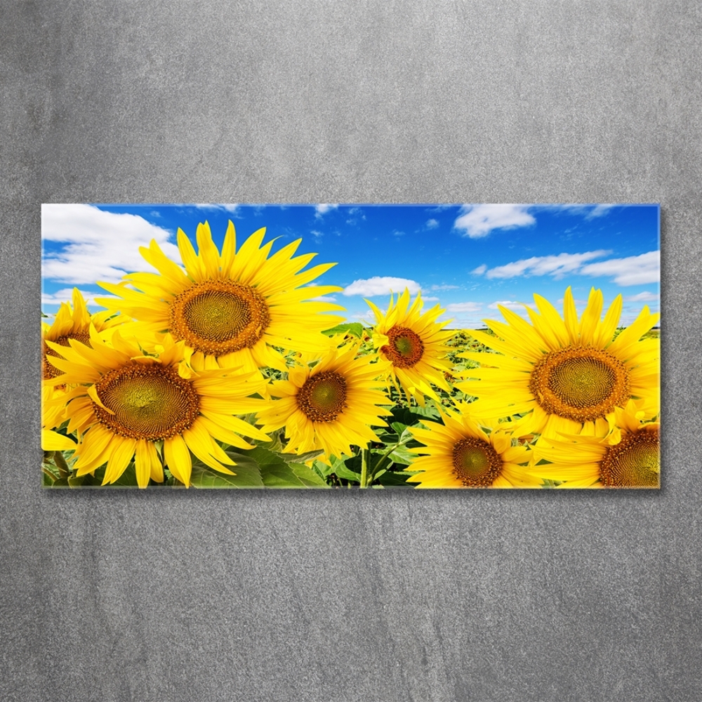 Wall art on glass Sunflowers