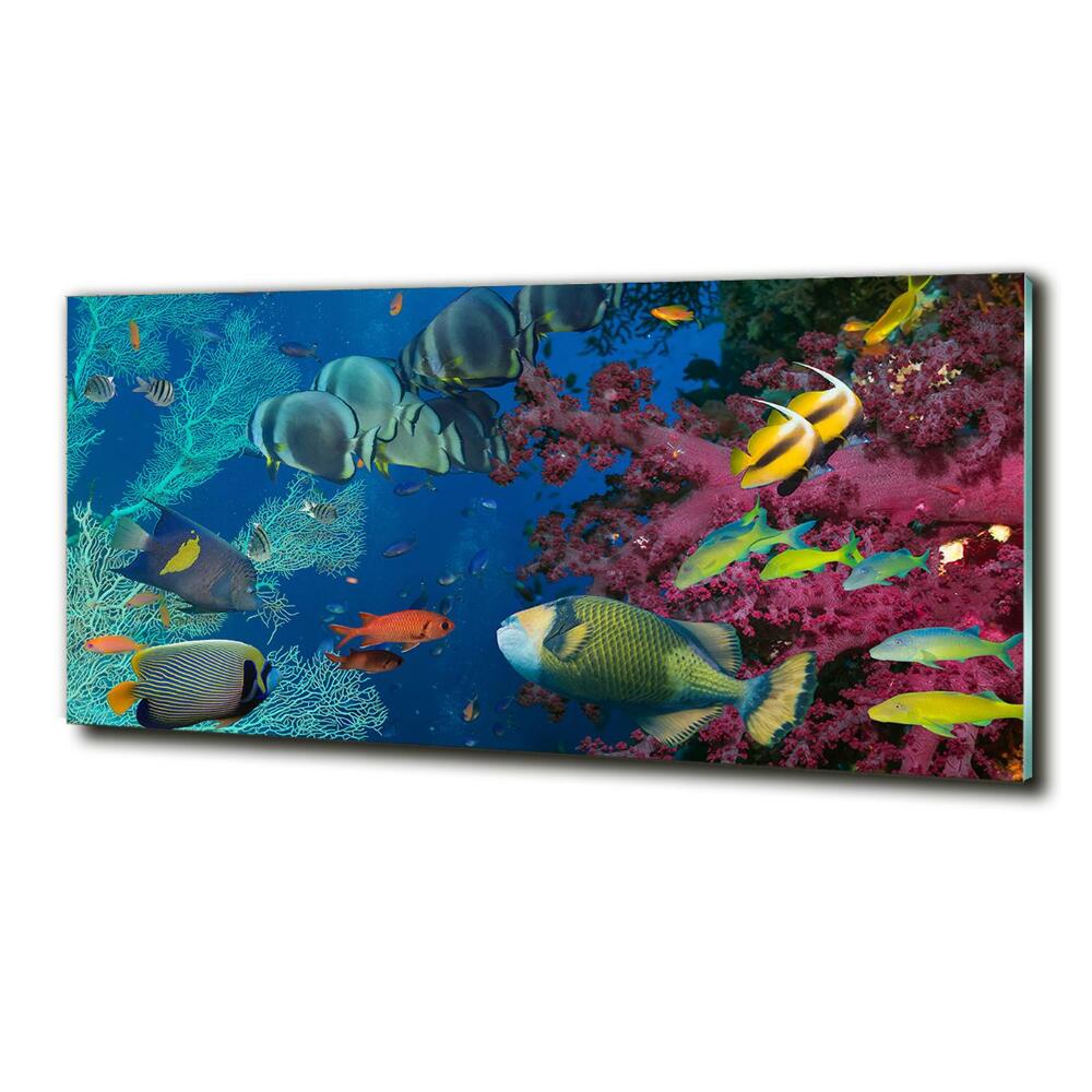 Printed glass wall art Coral reef