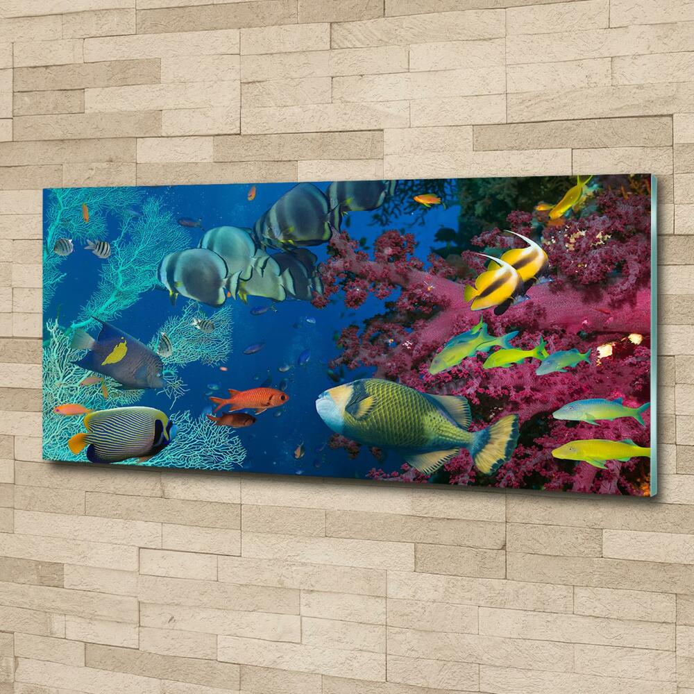 Printed glass wall art Coral reef