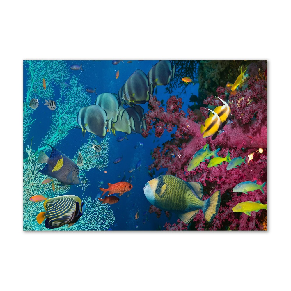 Printed glass wall art Coral reef