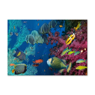 Printed glass wall art Coral reef