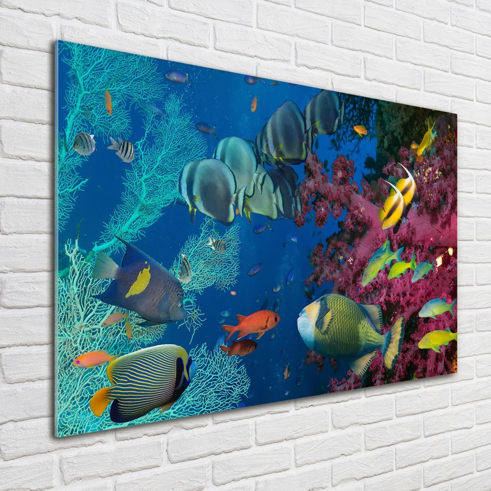 Printed glass wall art Coral reef