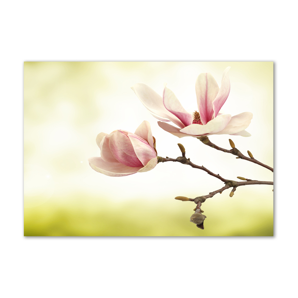 Wall art on glass Magnolia