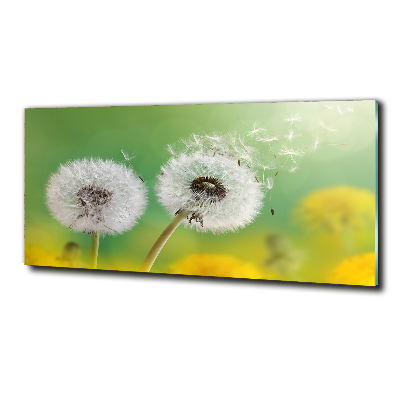 Glass art print Dandelions