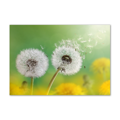 Glass art print Dandelions