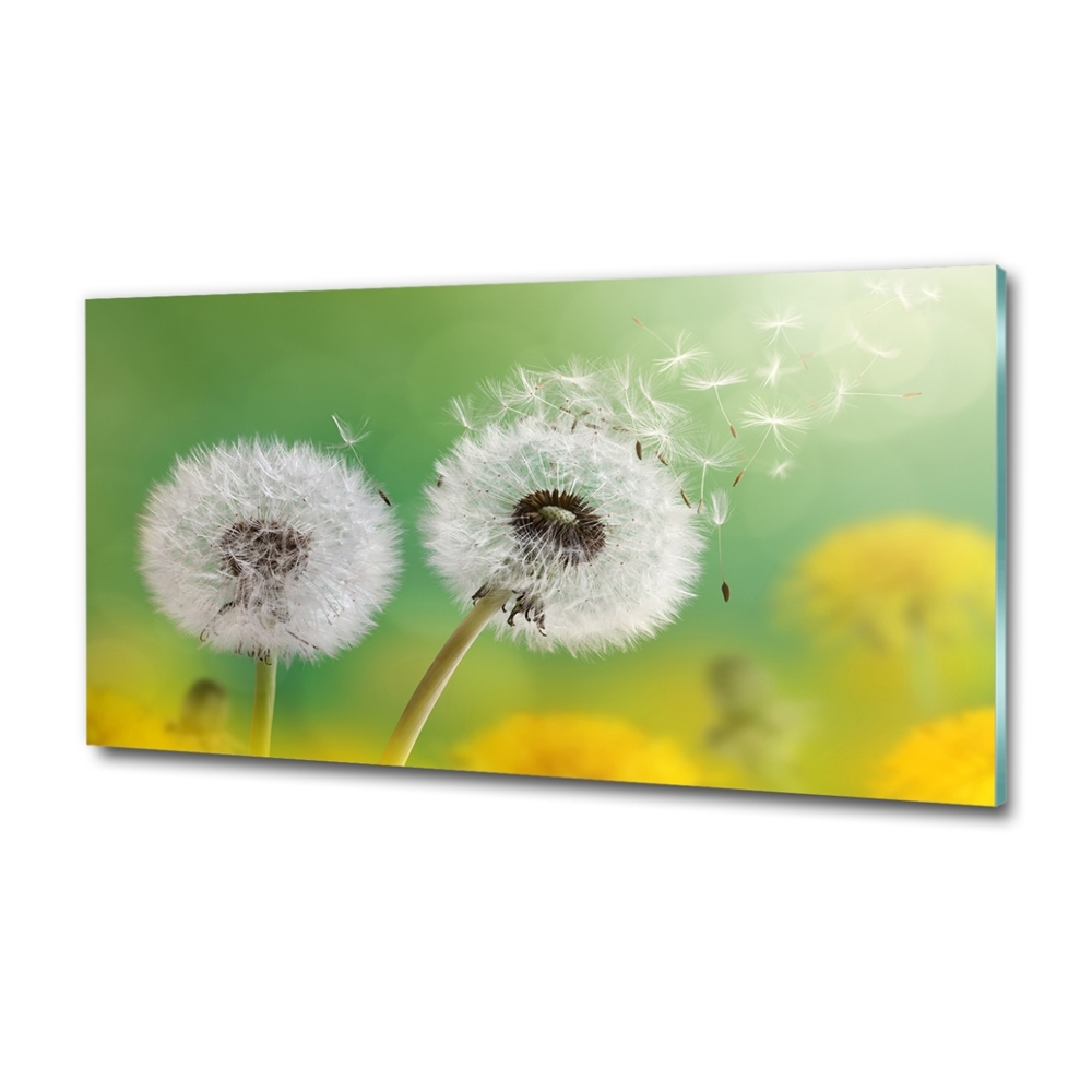 Glass art print Dandelions