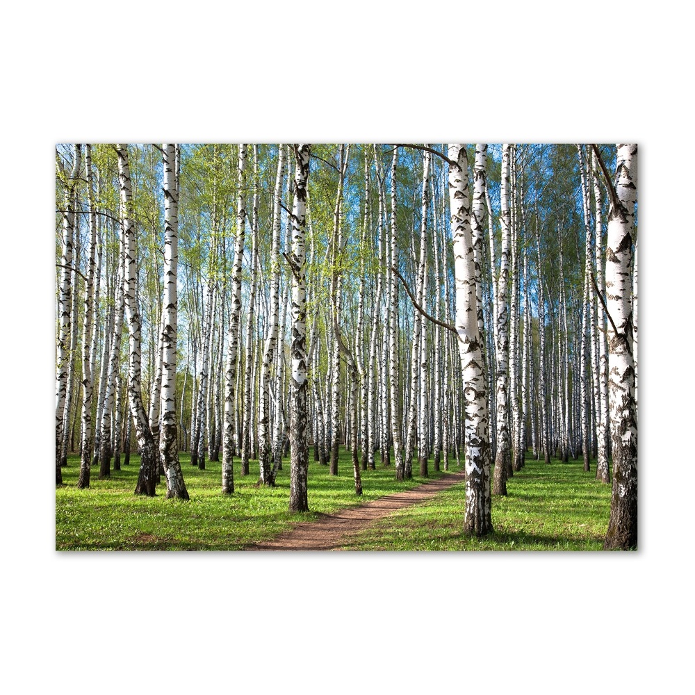 Wall art on glass Birch forest