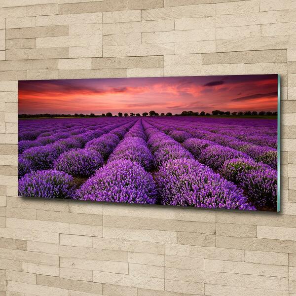 Wall art on glass Lavender field