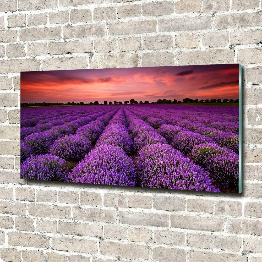 Wall art on glass Lavender field