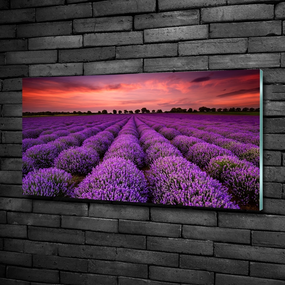 Wall art on glass Lavender field