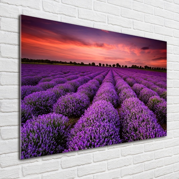 Wall art on glass Lavender field