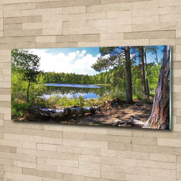 Wall art on glass Forest panorama