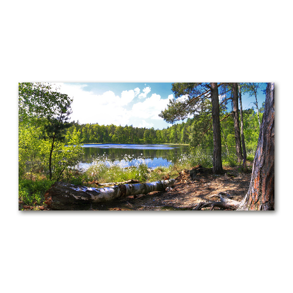 Wall art on glass Forest panorama