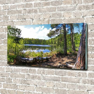 Wall art on glass Forest panorama