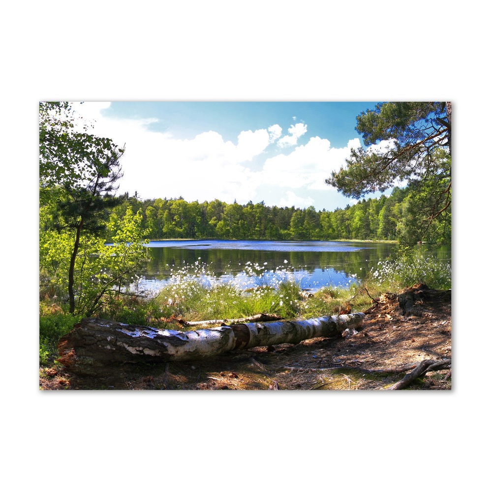 Wall art on glass Forest panorama